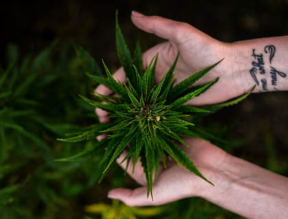 A hemp plant in a greenhouse.