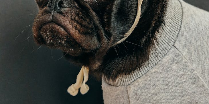 A pug wearing a yellow beanie and grey sweater