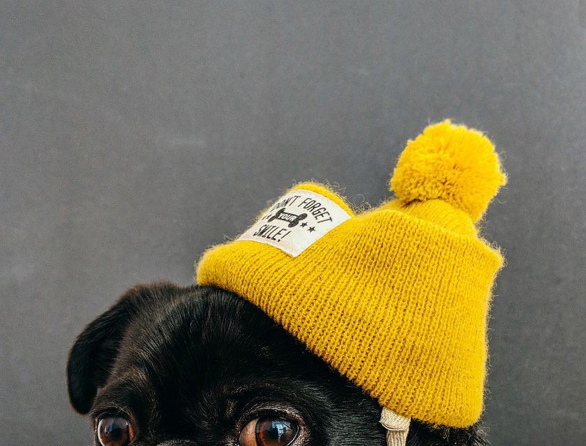 Um pug vestindo um gorro amarelo e um suéter cinza.