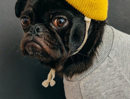 A pug wearing a yellow beanie and grey sweater