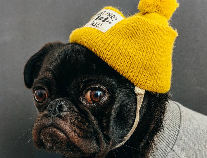 un perro pug negro usando un gorrito amarillo y un suéter gris en un negocio novedoso