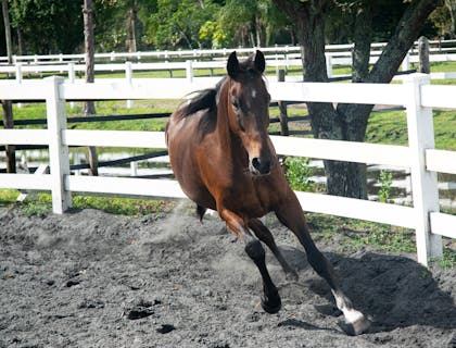 Horse Business Names