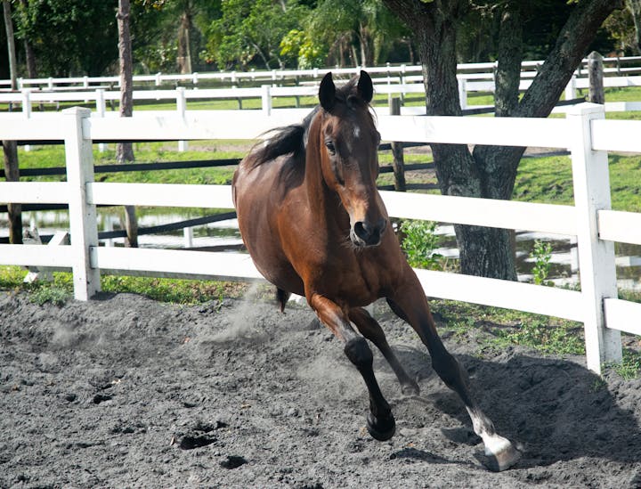 Nombres para negocios de caballos