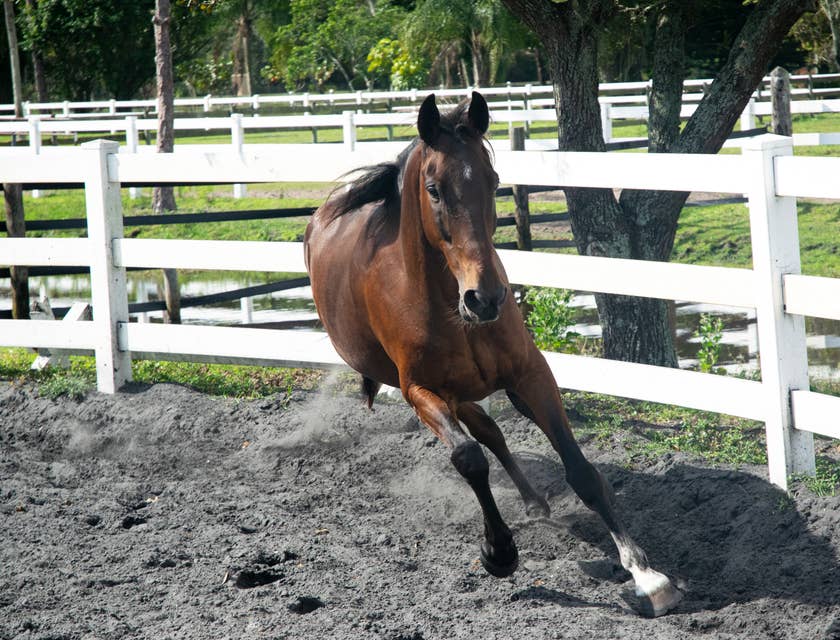 Un cheval brun en train de galoper dans un paddock.