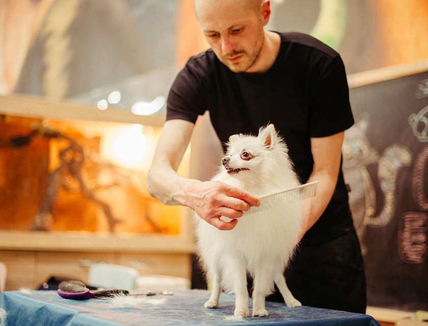 How to Name a Pet Grooming Business