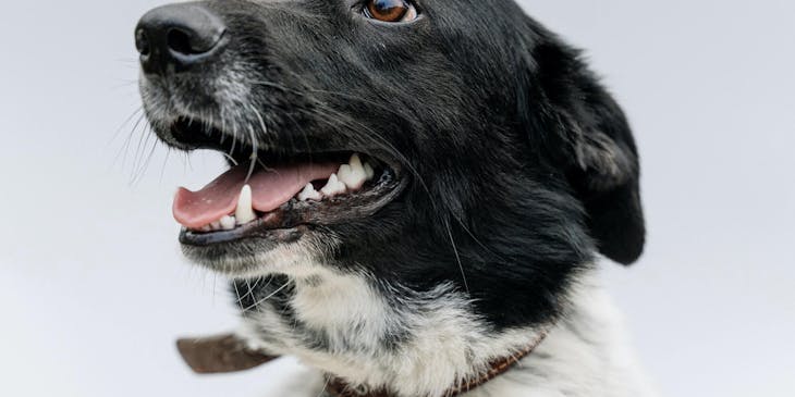A black and white dog with a collar waiting at a kennel.