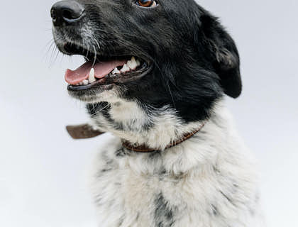 A black and white dog with a collar waiting at a kennel.