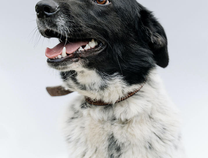 Nomes para abrigos de cães