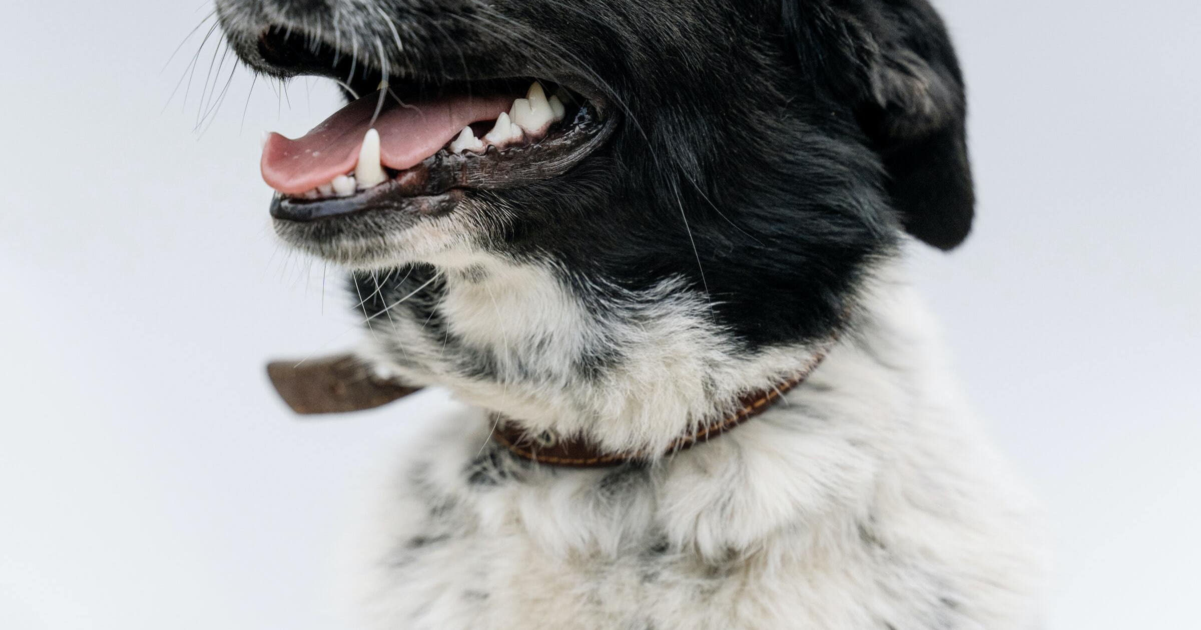 kennel-business-names-free-logos