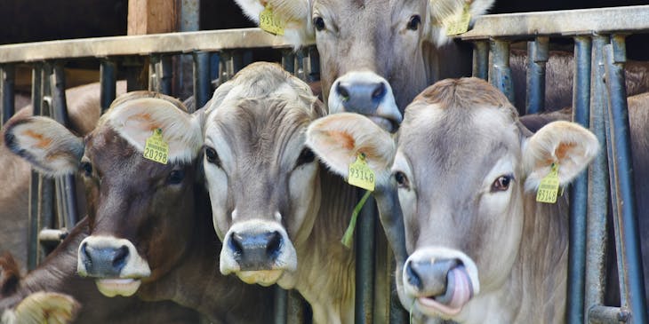 Cows behind rails at a livestock business.