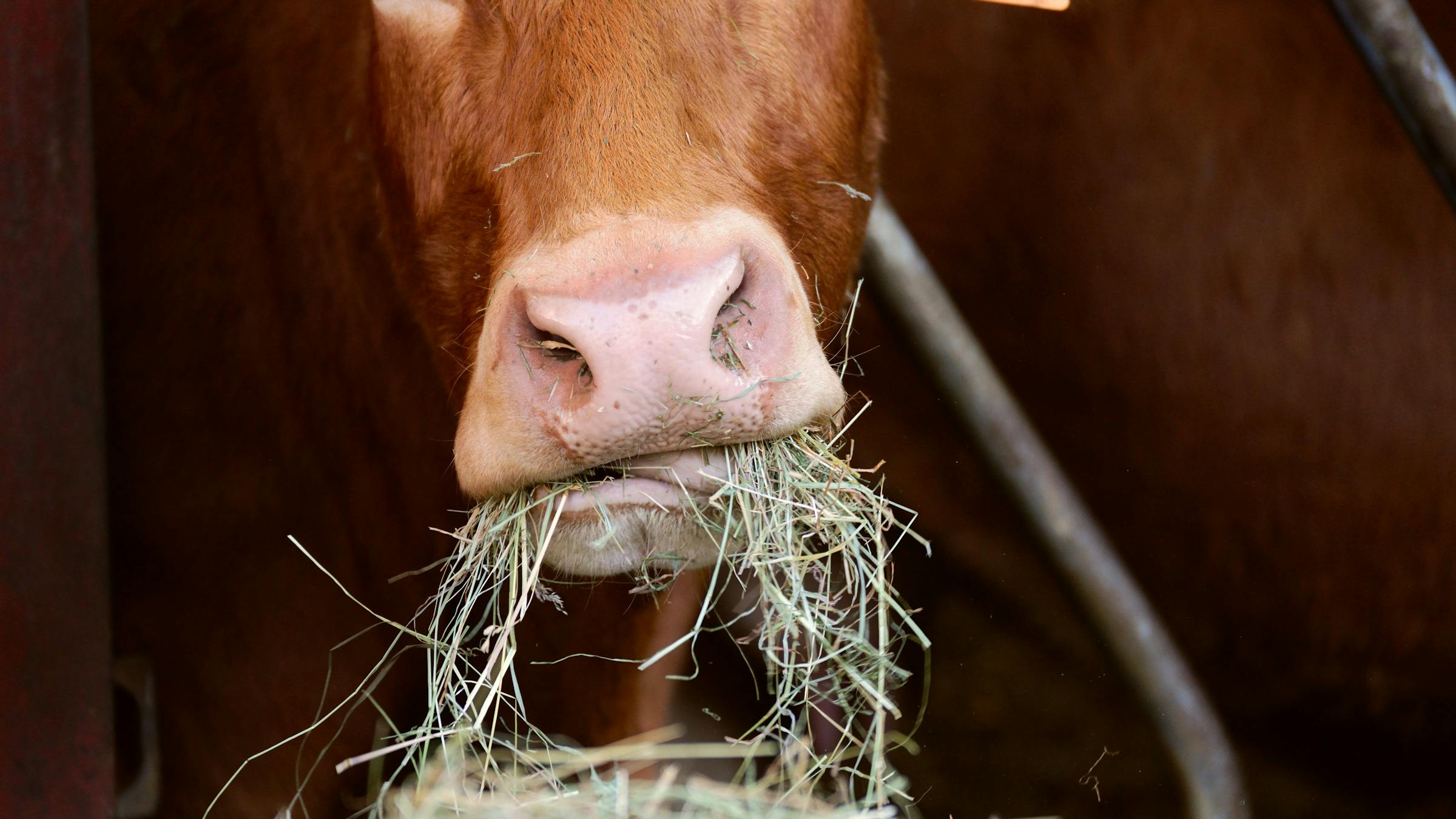 Livestock Feed & Supply Business Names Livestock Feed & Supply Business Names