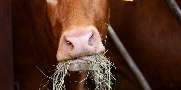 A close-up of a brown cow eating hay.