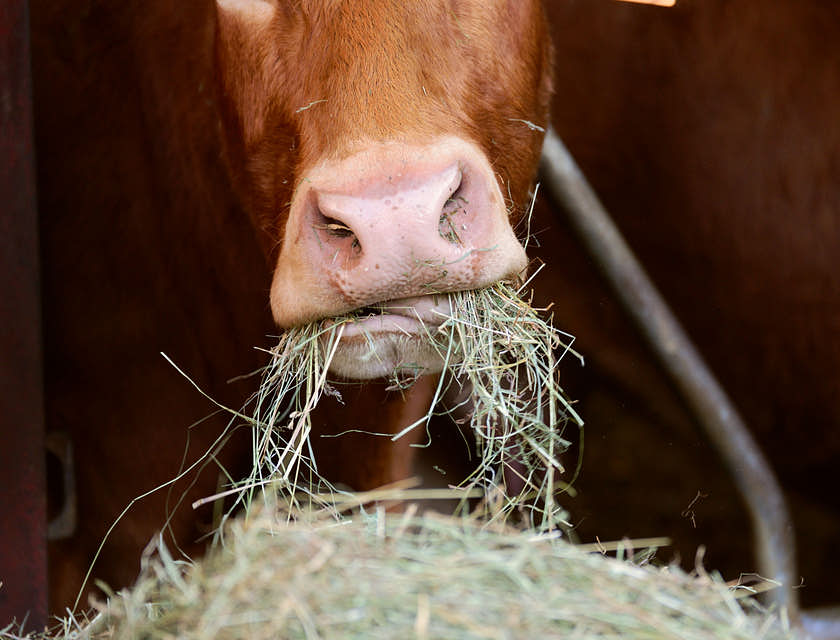 Plan rapproché sur le museau d'une vache en train de consommer de l'alimentation pour le bétail.