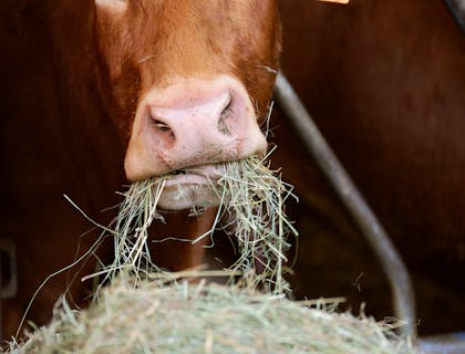 Acercamiento a una vaca café comiendo heno.
