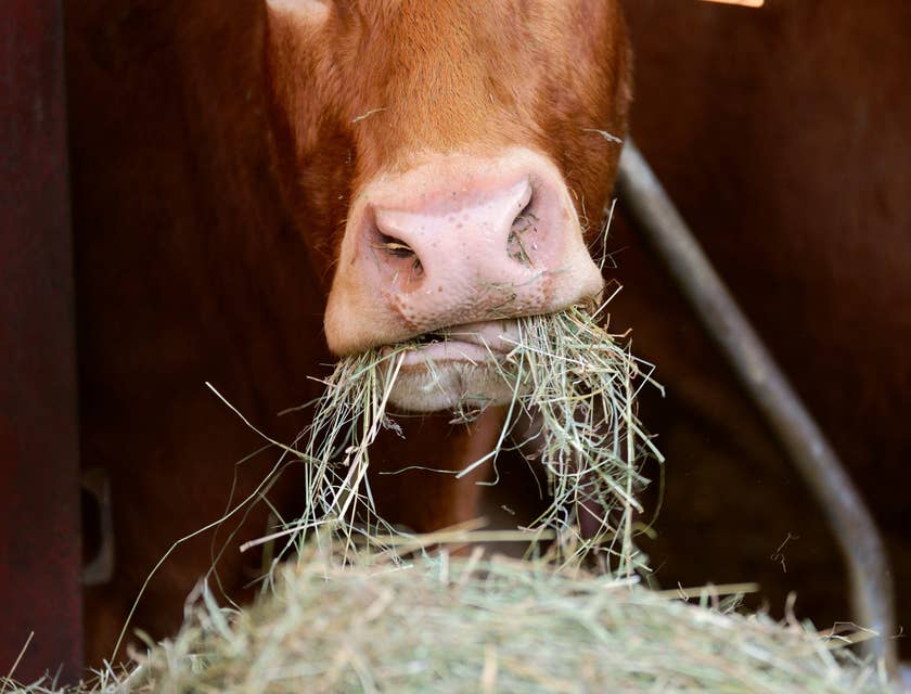 Eine braune Kuh isst das Heu eines Futtermittel-Unternehmens.