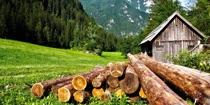 A pile of freshly cut logs lying on a hillside.