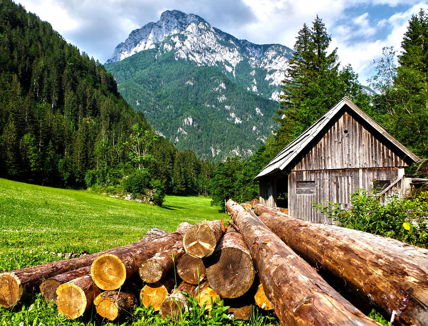 A pile of freshly cut logs lying on a hillside.