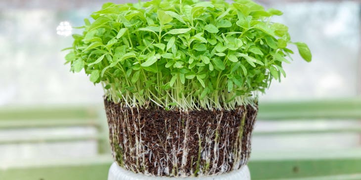 Microgreens on top of a white pot.