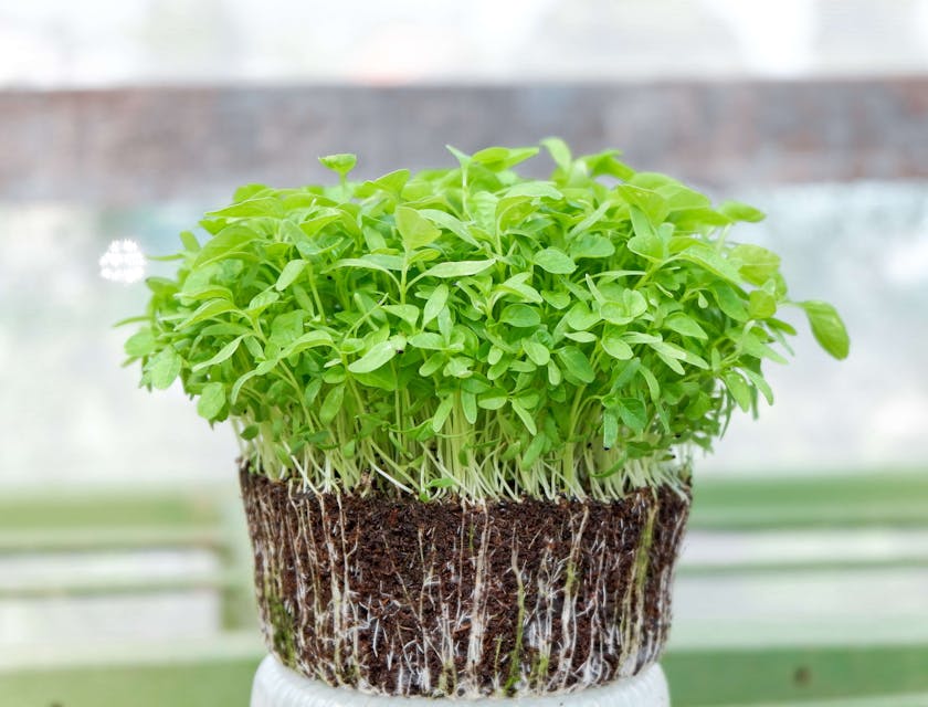 Microgreens on top of a white pot.