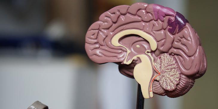 Anatomically correct model of the brain.