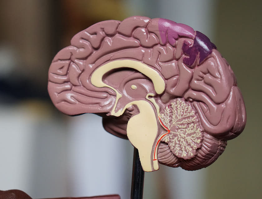 Un modèle anatomiquement correct du cerveau dans un cabinet de neurologie.