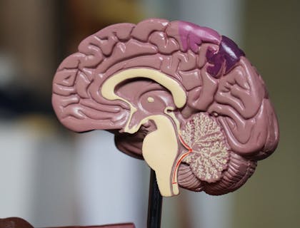 Modelo anatomicamente correto de um cérebro.