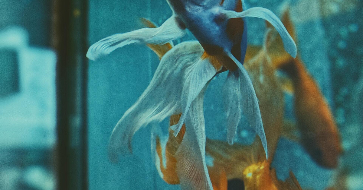 aquarium-business-names
