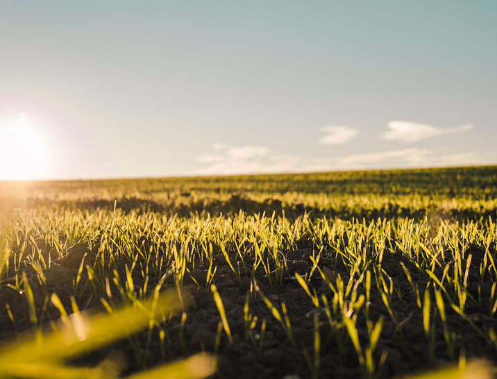 Nombres para chacras de campo