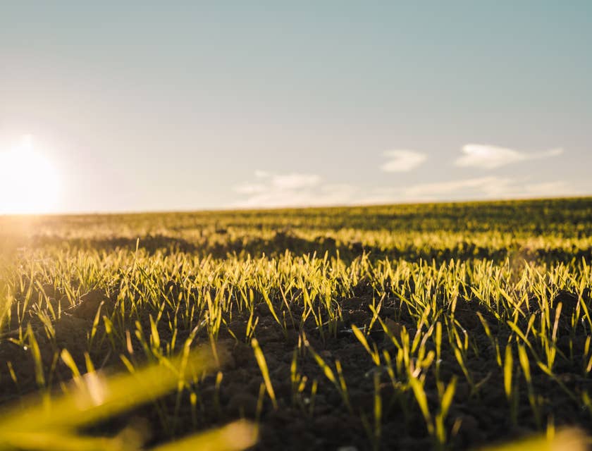 Vista de una chacra de campo con plantas nacientes y el sol en el horizonte.