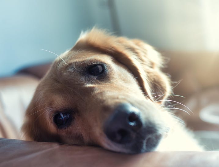 Nombres para crematorios de mascotas