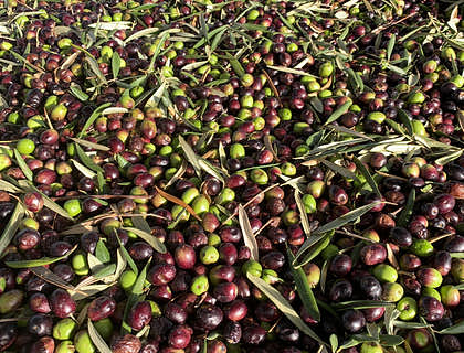 Muchas aceitunas de tacna de distintos colores con hojas de olivo encima.