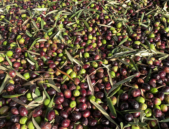 Nombres para empresas de aceituna de Tacna