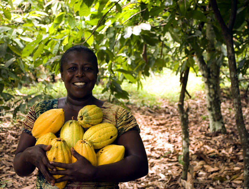 Una recolectora sonriendo y mostrando su cosecha en el campo de una empresa de cacao de Chuao.