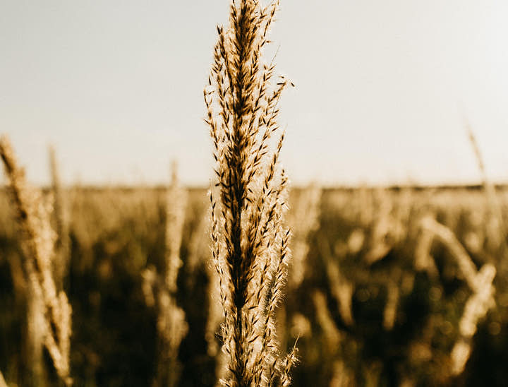 Nombres para empresas de cebada