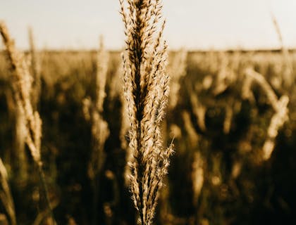 Un campo de cebada en una empresa de cebada.