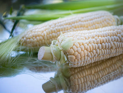 Dos piezas de maíz blanco gigante cusco sobre una superficie reflejante y hojas de maíz al fondo.