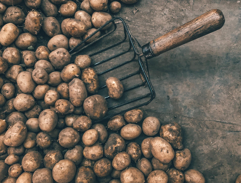 Muchas papas de Perú sin lavar y una herramienta para levantarlas sobre una superficie de concreto.