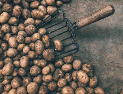 Muchas papas de Perú sin lavar y una herramienta para levantarlas sobre una superficie de concreto.
