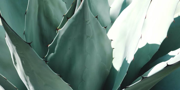 Una imagen de unas hojas de agave en una empresa de agave.