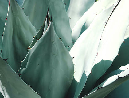 Una imagen de unas hojas de agave en una empresa de agave.