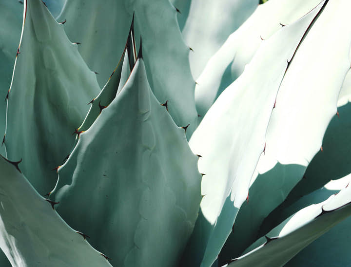 Nombres para empresas de agave