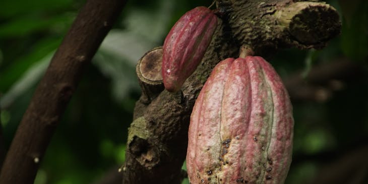 Planta de cacao con frutos maduros en un negocio de cacao ecuatoguineano.
