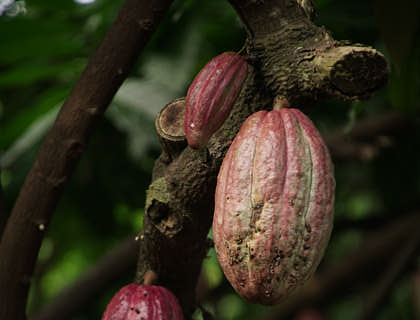 Planta de cacao con frutos maduros en un negocio de cacao ecuatoguineano.
