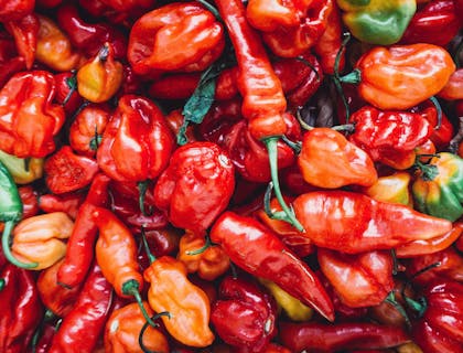 Una variedad de chiles habaneros mezclados entre sí en un negocio de chile habanero.
