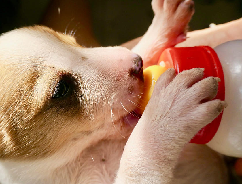 Nombres para negocios de comida para animales