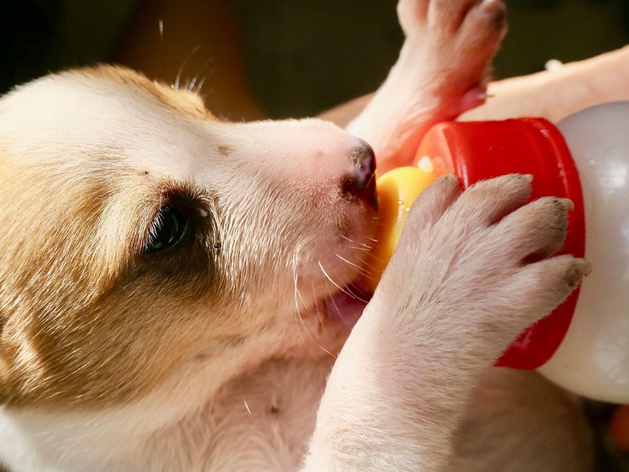 Nombres para negocios de comida para animales Nombres para negocios de comida para animales