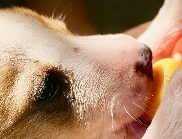 Nombres para negocios de comida para animales