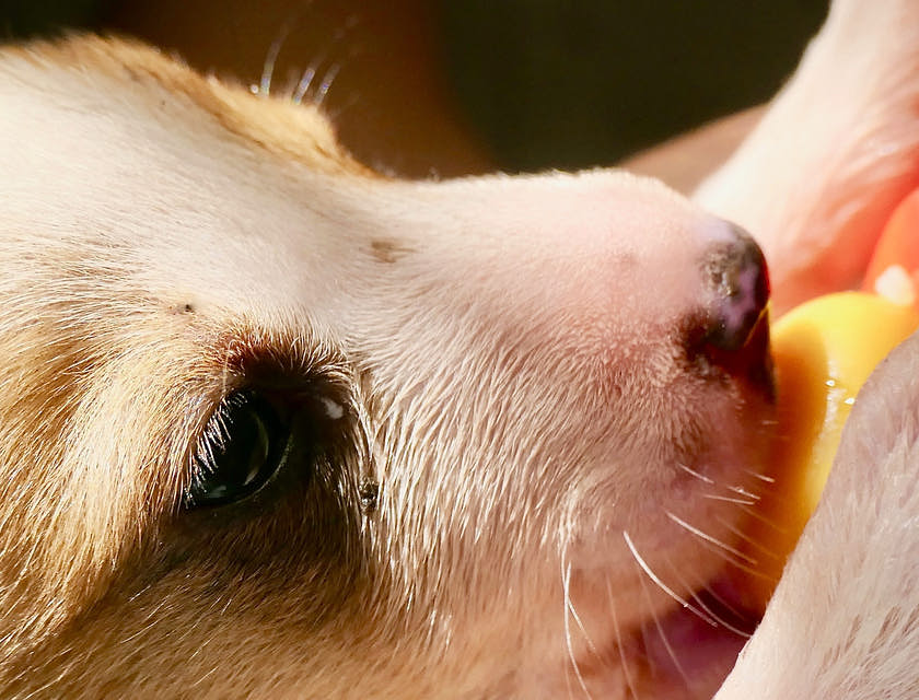 Cachorrito bebiendo de una mamila alimento para animales.