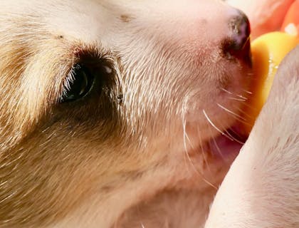 Cachorrito bebiendo de una mamila alimento para animales.