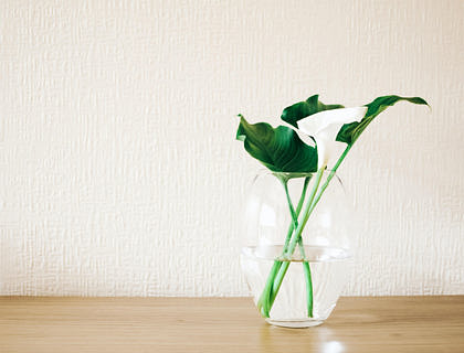 Una flor de alcatraz en un florero de vidrio en un negocio de floreros y jarrones.